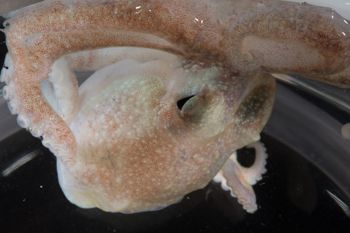 Media type: image;   Malacology 393900